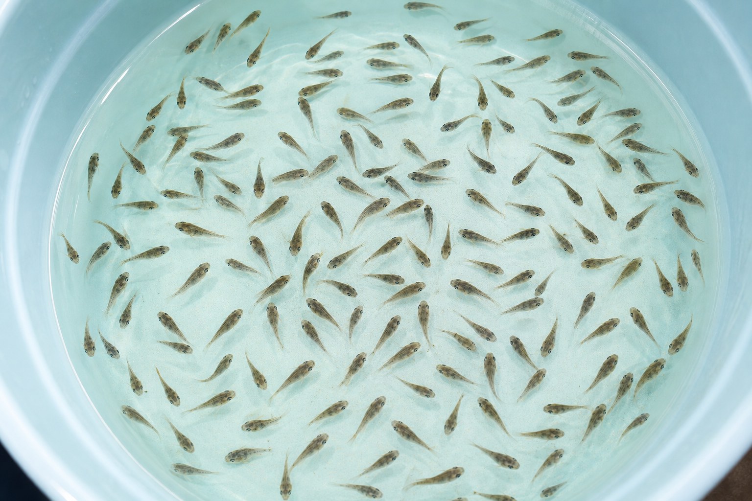 Alevines de tilapia